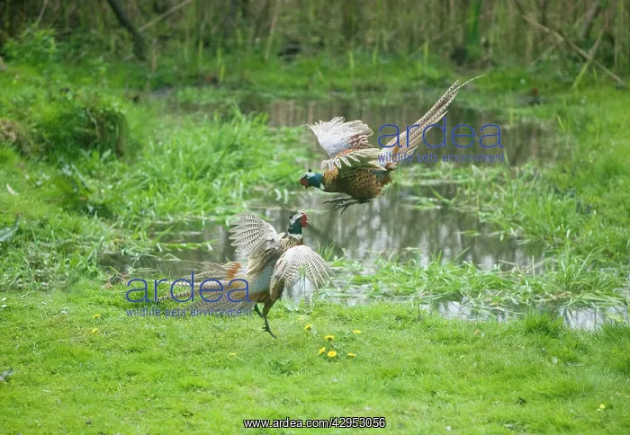 : Common Pheasants - males fighting over territory and females