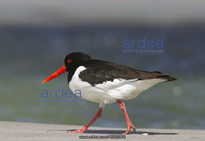 : Common Pied Oystercatcher (Haematopus ostralegus) : Common Pied Oystercatcher (Haematopus ostralegus)