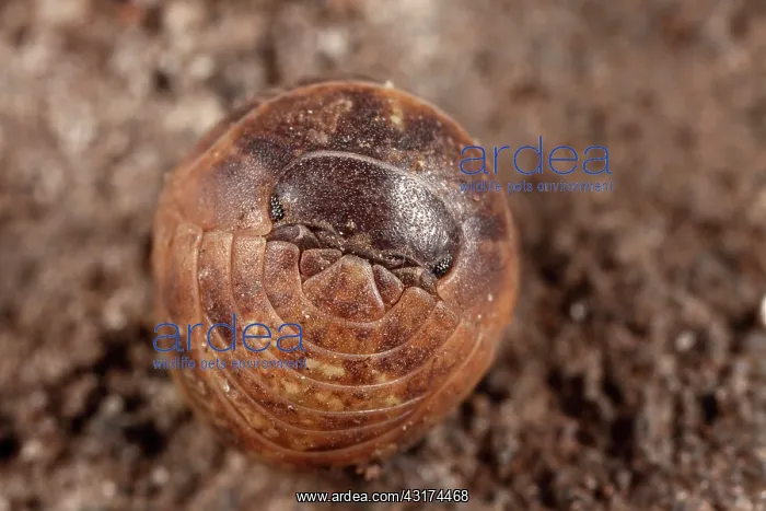 : Common Pillbug : Common Pillbug