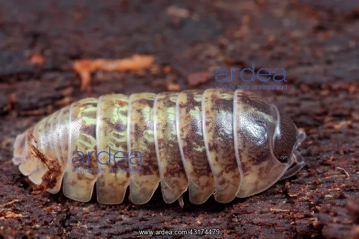: Common Pillbug : Common Pillbug