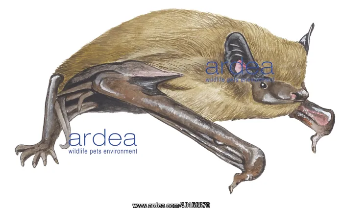 : Common Pipistrelle : Common Pipistrelle