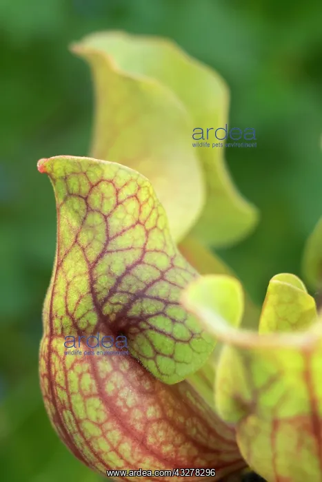  : Common Pitcher plant