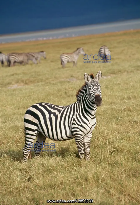 : Common / Plains / BurchellIs ZEBRA : Common / Plains / BurchellIs ZEBRA