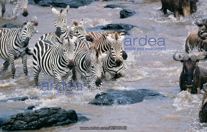 : Common / Plains / BurchellIs ZEBRA - In Mara river : Common / Plains / BurchellIs ZEBRA - In Mara river