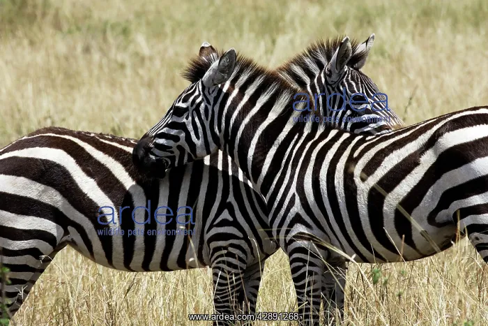 : Common / Plains / Burchell's Zebra : Common / Plains / Burchell's Zebra
