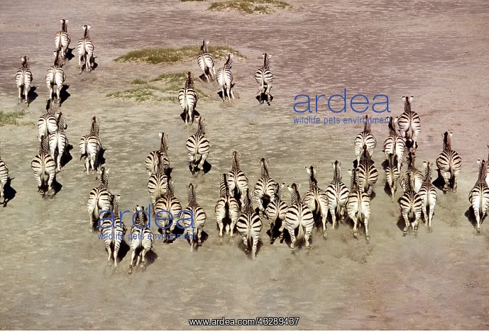  : Common  /  Plains  /  Burchell's ZEBRA - group running