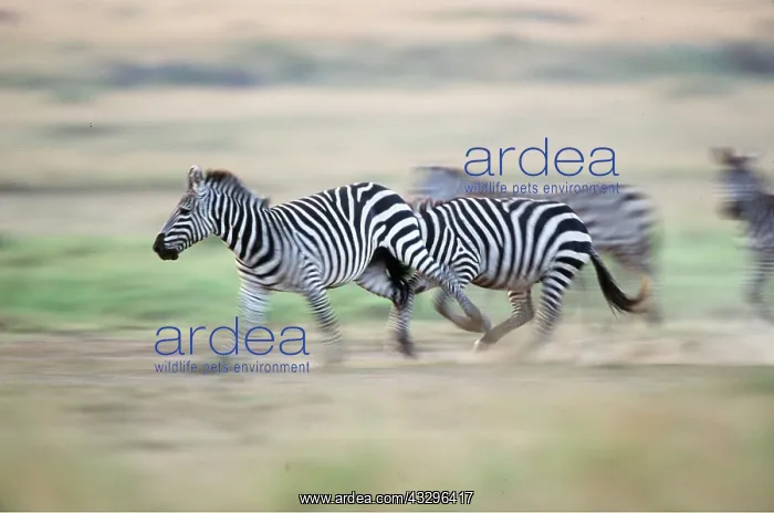  : Common  /  Plains  /  Burchell's ZEBRA - group running