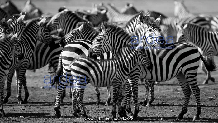 : Common / Plains / Burchells Zebra - herd Ndutu Range : Common / Plains / Burchells Zebra - herd Ndutu Range