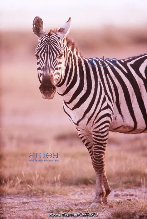 : Common / Plains / Burchell's ZEBRA - scar on ear : Common / Plains / Burchell's ZEBRA - scar on ear