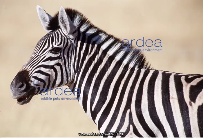 : Common / Plains / Burchell's ZEBRA - stallion : Common / Plains / Burchell's ZEBRA - stallion