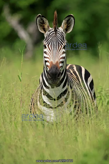 : Common Plains Zebra Ruaha National Park, Tanzania : Common Plains Zebra Ruaha National Park, Tanzania