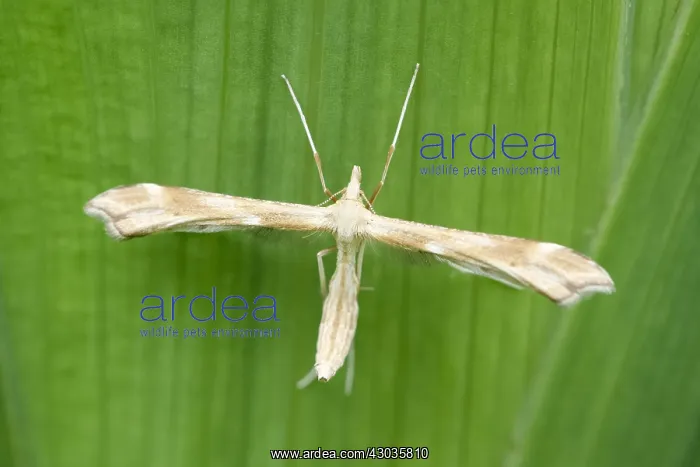  : Common Plume Moth