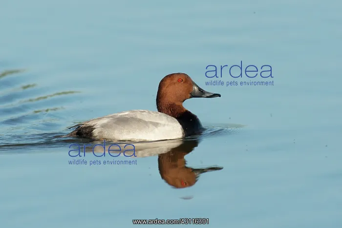  : Common Pochard