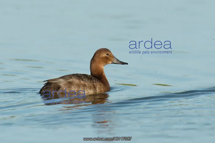 : Common Pochard : Common Pochard