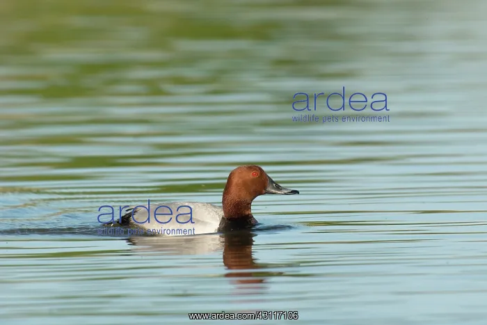 : Common Pochard : Common Pochard