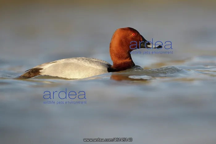 : Common Pochard : Common Pochard