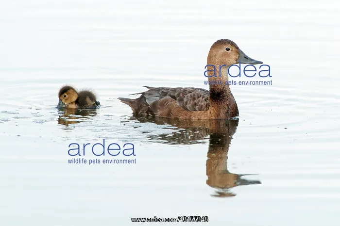 : Common Pochard : Common Pochard