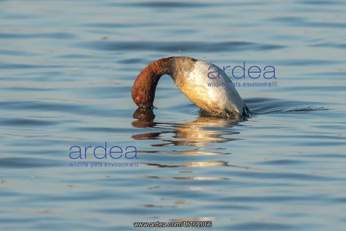 : Common Pochard : Common Pochard