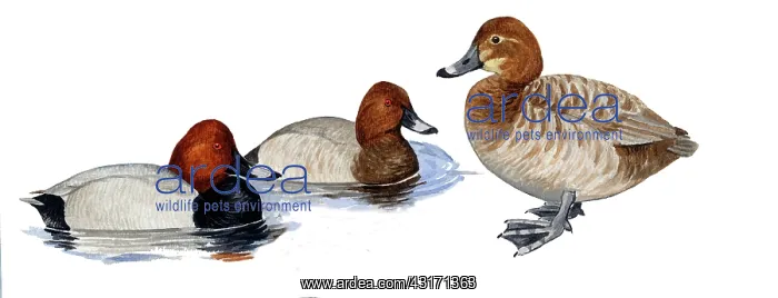 : Common Pochard : Common Pochard