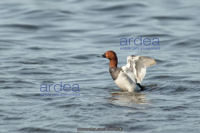 : Common Pochard : Common Pochard