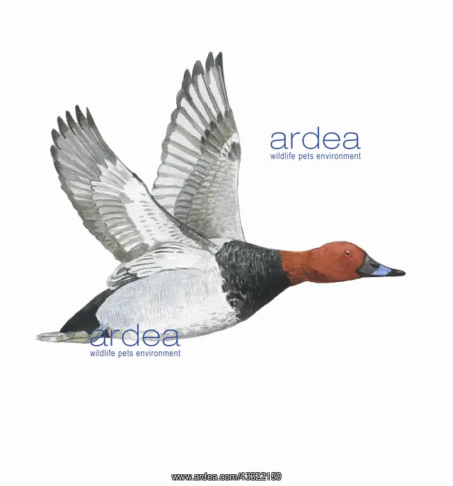 : Common Pochard : Common Pochard
