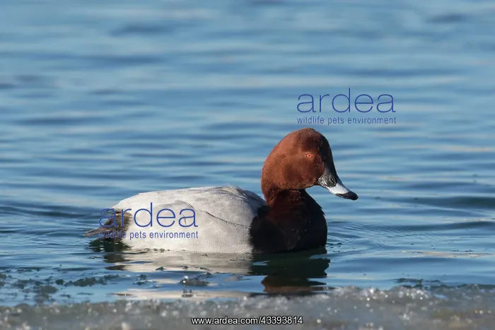 : Common Pochard : Common Pochard
