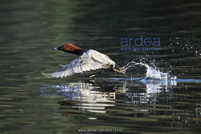 : Common Pochard (Aythya ferina) : Common Pochard (Aythya ferina)