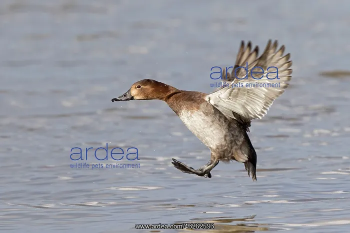 : Common Pochard (Aythya ferina) adult female, in : Common Pochard (Aythya ferina) adult female, in