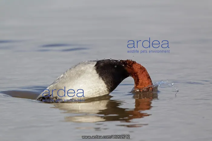 : Common Pochard (Aythya ferina) adult male, diving : Common Pochard (Aythya ferina) adult male, diving