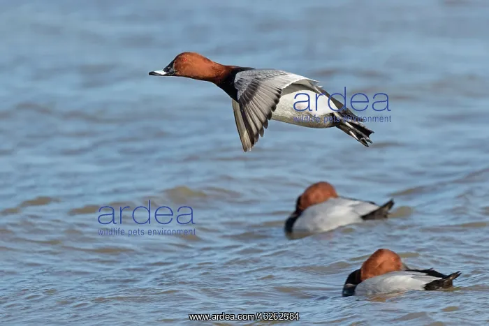 : Common Pochard (Aythya ferina) adult male, in flight : Common Pochard (Aythya ferina) adult male, in flight