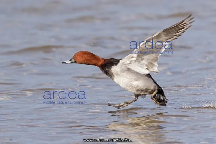 : Common Pochard (Aythya ferina) adult male, in flight : Common Pochard (Aythya ferina) adult male, in flight