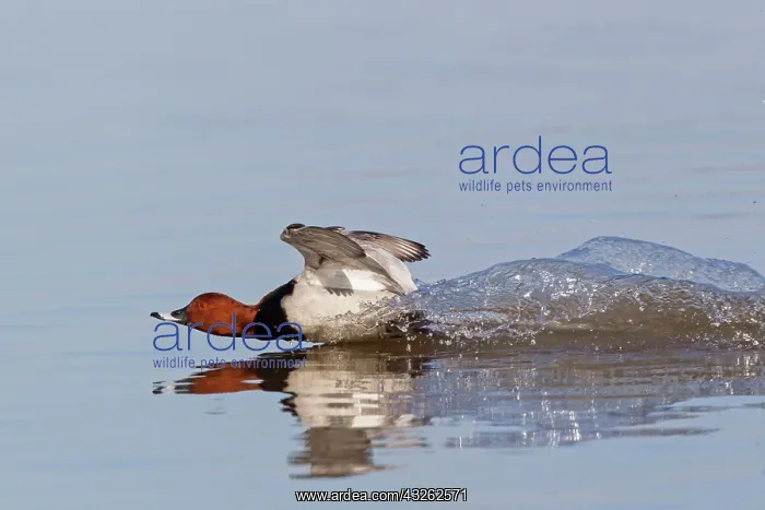 : Common Pochard (Aythya ferina) adult male, landing : Common Pochard (Aythya ferina) adult male, landing