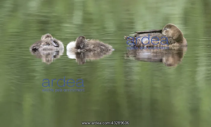 : Common Pochard (Aythya ferina) female with two : Common Pochard (Aythya ferina) female with two