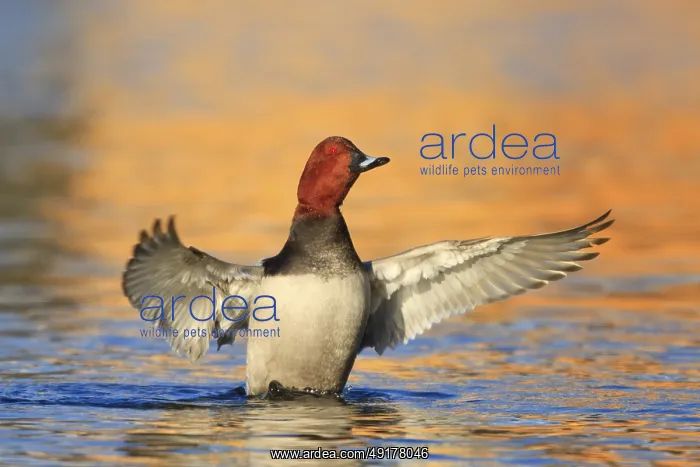 : Common Pochard (Aythya ferina) male : Common Pochard (Aythya ferina) male