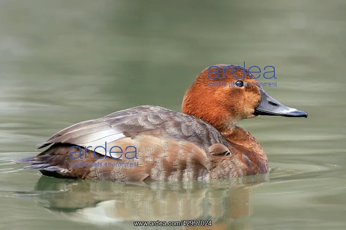 : Common Pochard - female : Common Pochard - female