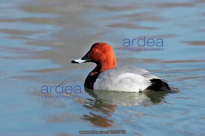 : Common Pochard - male : Common Pochard - male