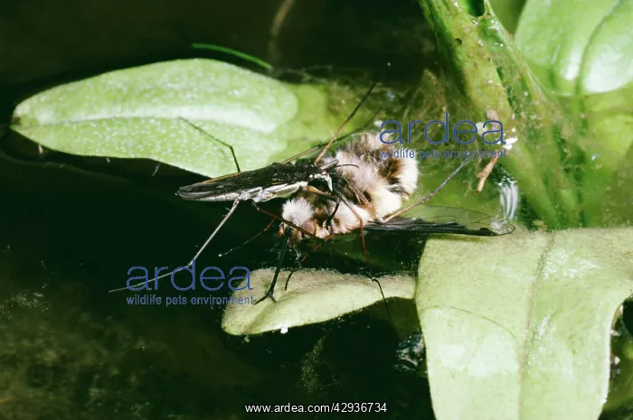 : Common Pond SKATER - feeding on bee fly : Common Pond SKATER - feeding on bee fly