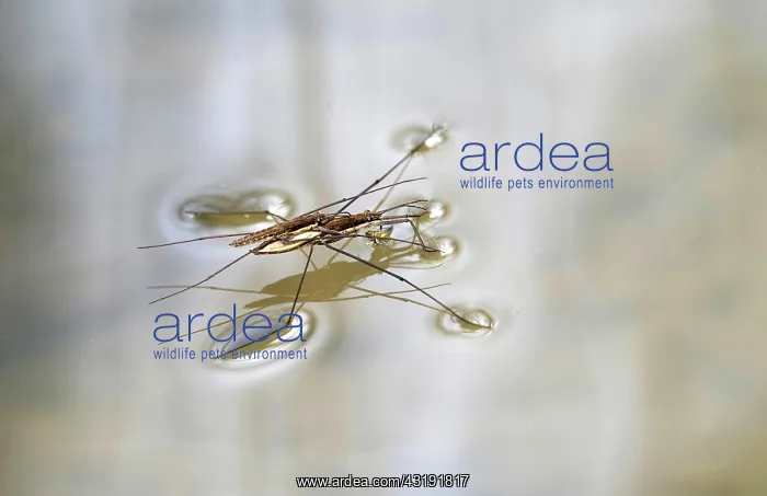: Common pond skater (Gerridae) at mating, female : Common pond skater (Gerridae) at mating, female