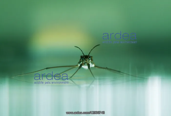 : Common Pond SKATER - on water surface : Common Pond SKATER - on water surface