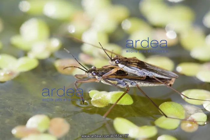 : Common Pond Skaters - mating : Common Pond Skaters - mating