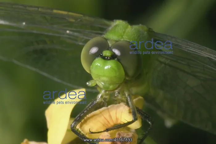 : Common Pondhawk : Common Pondhawk
