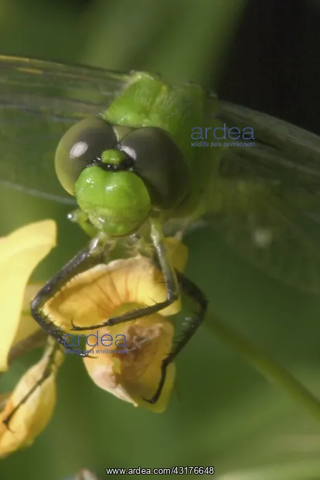 : Common Pondhawk : Common Pondhawk