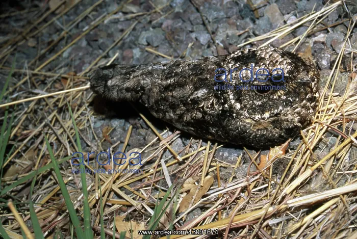 : Common Poorwill : Common Poorwill