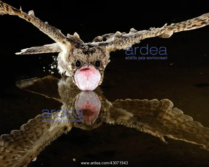 : Common Poorwill Drinking : Common Poorwill Drinking