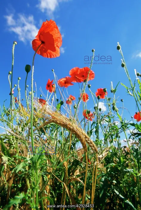 : Common POPPIES -against blue sky : Common POPPIES -against blue sky