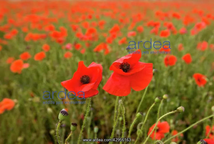 : Common Poppies on the Berkshire Downs : Common Poppies on the Berkshire Downs