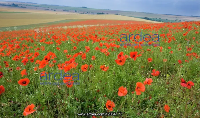 : Common Poppies on the Berkshire Downs : Common Poppies on the Berkshire Downs