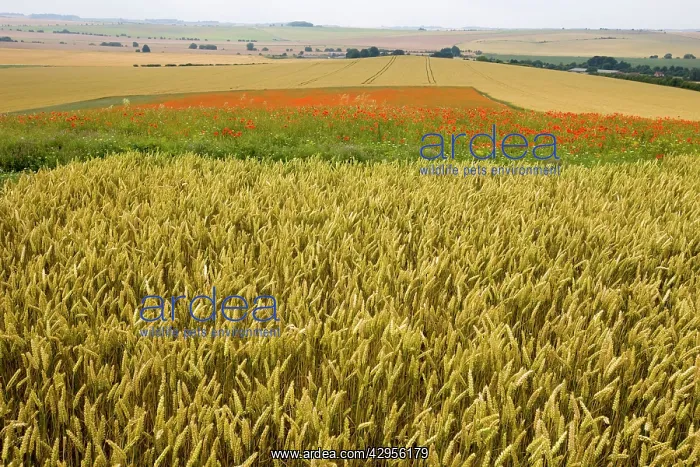: Common Poppies on the Berkshire Downs : Common Poppies on the Berkshire Downs