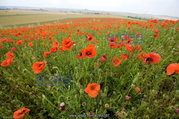 : Common Poppies on the Berkshire Downs : Common Poppies on the Berkshire Downs