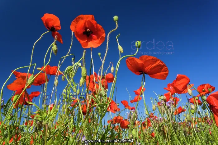 : Common Poppies, against a blue sky, Hessen, Germany : Common Poppies, against a blue sky, Hessen, Germany